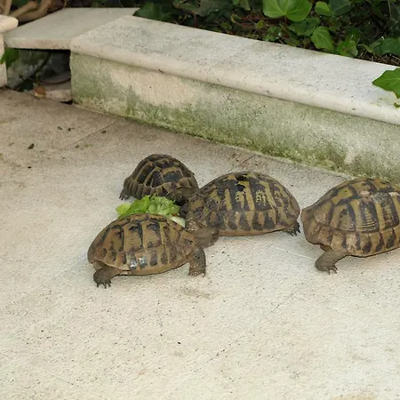 公寓 Kralj 察夫塔特